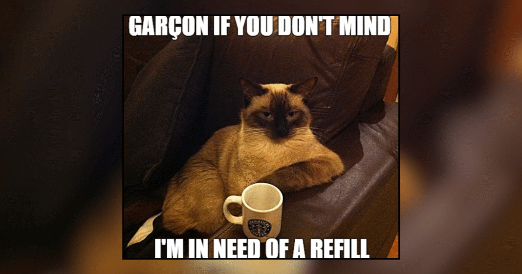 22-Hilarious-Memes-of-Cats-Craving-a-Second-Cup-of.png