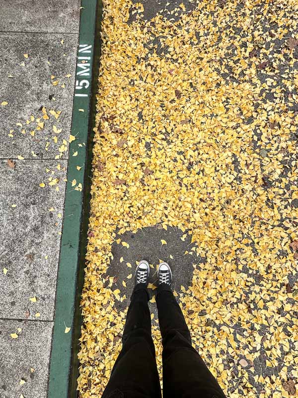 My Everyday Life Week 46 of 2025- Tracy Benjamin of Shutterbean.com