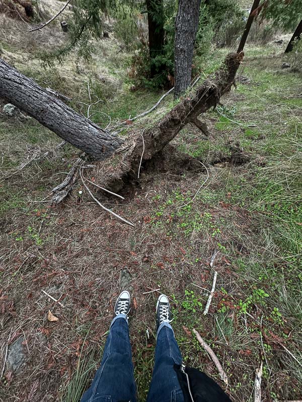 My Everyday Life Week 46 of 2025- Tracy Benjamin of Shutterbean.com